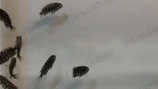 Трофеус звёздный (Tropheus duboisi)