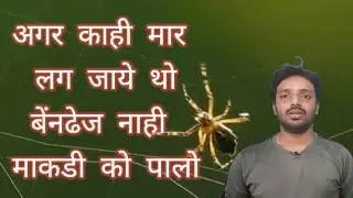 अगर काही मार लग जाये थो बेंनढेज नाही माकडी को पालो | spider web avoid bandage #shorts #zakstreets