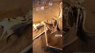 "Las Aves del Terror" #shortvideo #shortsvideo #shorts