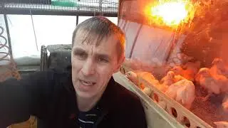 Первые сутки.Чем кормить.бройлера.индюшат.утят.цыплят несушек