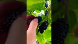 Rare Fruit #shorts #viral #trending #fruits