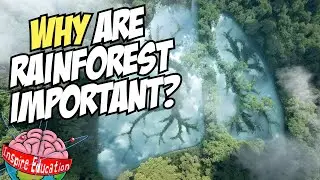 Why are rainforests important?