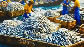 Modern Mackerel Fishing - Canned Fish Processing Line - Mackerel Processing Technology in Factory