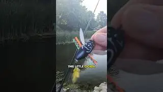 Cicada Lure Catches Fish! This lure is perfect for summer bass fishing ponds in Fort Worth, Texas!