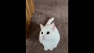 tengok kanan tengok kiri