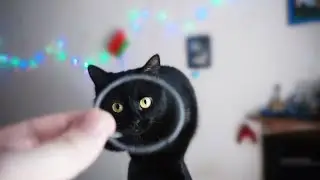 How my cat is joking with me / SANI day