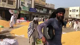 Maki rate today galla mandi Arifwala Punjab Pakistan okara mandi rate maize rate today corn rate