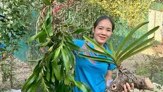 13/4/2025 EM NGỌC LAI CHÂU BÁN LAN RỪNG 0975 999 767  || PHONG LAN RỪNG