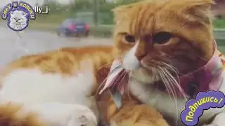 Этот Кот Любит Кататься На Машине