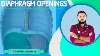 Diaphragm openings | ANATOMY