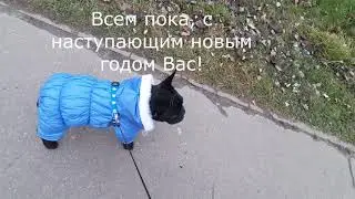 Похождение французского бульдога Блейда в магазин.