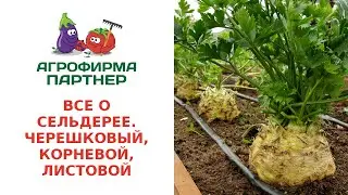 ВСЕ О СЕЛЬДЕРЕЕ. ЧЕРЕШКОВЫЙ, КОРНЕВОЙ, ЛИСТОВОЙ