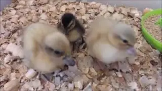 Baby Call ducks!!!!!! #38