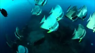 Фильм 4 Дайвинг сафари яхта Тала The SS Tistlegorm Shaab Ali Съемка камерой GoPro Hero 3+