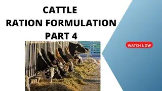 Dairy Cattle Ration Formulation   part 4