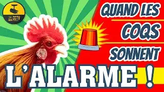 Quand les coqs sonnent l'alarme ! Cuicui Express #23
