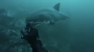 These Wild Animal Encounters Were CAUGHT On Camera