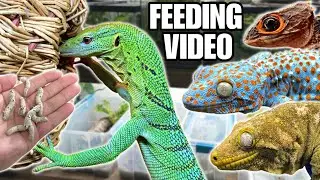 FEEDING MY PET REPTILES 50 SILKWORMS! SKINKS, GECKOS, TURTLES AND MORE! SILKWORM FEEDING VIDEO