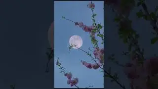 #shorts ~ Relax music for rest 1 min