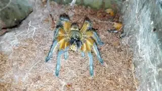 Harpactira pulchripes (Golden blue leg baboon) feeding