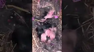 #нашималыши