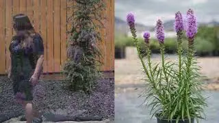 Garden Challenges and Solutions Part 2 -- Sun