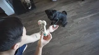 PUG PUPPY'S FIRST BIRTHDAY 😭 TENNESSEE TRIP *pre-quarantine vlog*