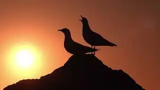 風港 - 大川栄策 - cover bob