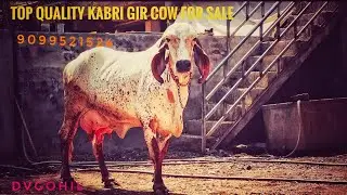 🔥काबरी गीर गाय 🔥 For Sale 🍁 | Dvgohil | 9099521524 #gircow #sale