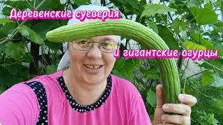Стирка отменяется из-за ветра или 