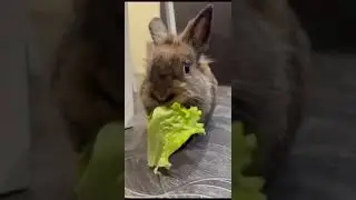 Кролик ест капусту