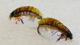 Мушка на хариуса и ленка ручейник вариация