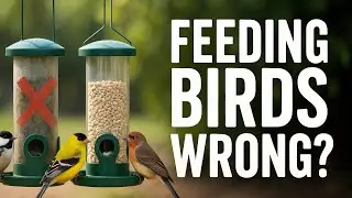Summer Bird Feeding Guide: What to Do (and What to Avoid)