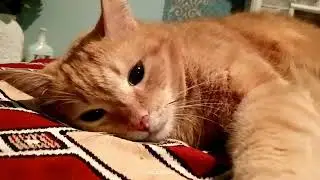 Вечерняя беседа с Кузей