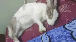 Rabbit sleeping calmly in flopped bunny pose