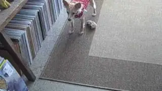 claire playing fetch