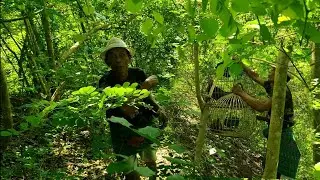 Cara Pasang Jemabak Ayam Hutan Hijau pak TUA /Mikat Ayam Hutan Hijau