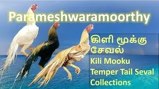 கிளி மூக்கு சேவல் | Kili Mooku Temper Tail Sevals Collections | Parameshwaramoorthy