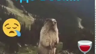 Хочу Бухать Где ВСЕ!