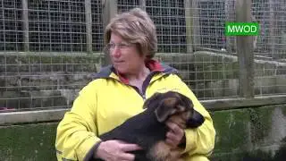 German Shepherd Puppies