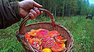 В осенний лес за мухоморами.