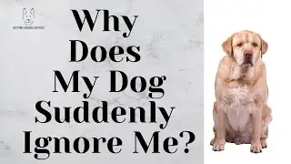 Why Does My Dog Suddenly Ignore Me?