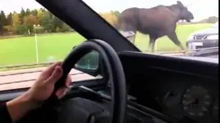 A moose on the loose