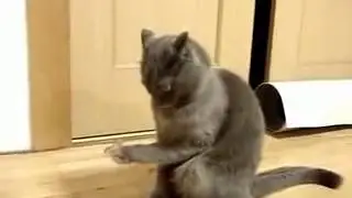 Кот офигел!