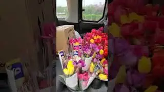 Tulips of Thanks, Presented by OLG & CTV 🌷 Saint-Louis Residence