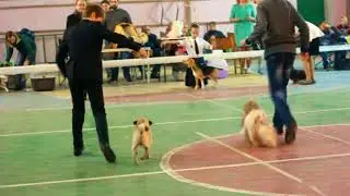 Выставка собак.ЮХ