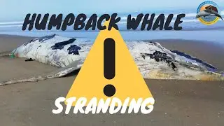 Responding to a Humpback Whale Stranding- Namibian Dolphin Project