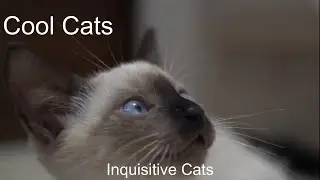 Cool Cats - Inquisitive Cats