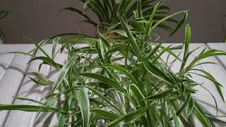 Indoor plants that don't require much care!