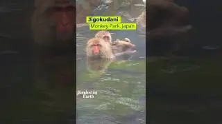 Only Place in World where Monkeys bath in Hot Spring #shorts #japan #onlyinjapan